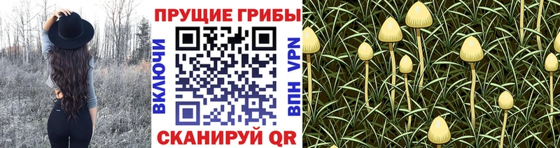 купить наркотики сайты  Северодвинск  Псилоцибиновые грибы мухоморы 